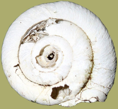 trochulus_villosus_1a.jpg