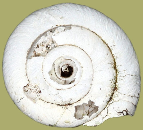 trochulus_villosus_1c.jpg