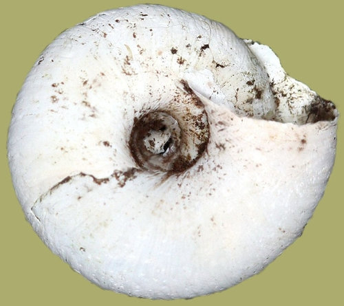trochulus_villosus_1d.jpg