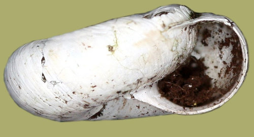 trochulus_villosus_1e.jpg