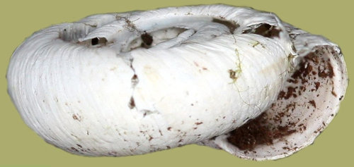 trochulus_villosus_1g.jpg