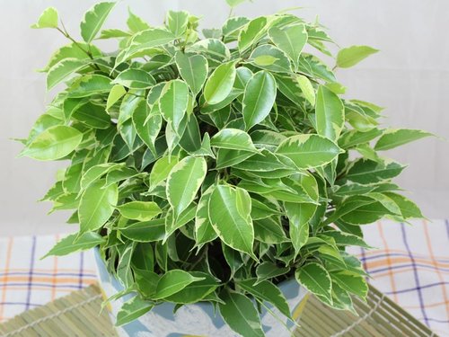 Ficus-benjamina-Kinky.jpg