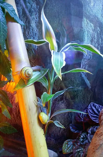 bamboo.jpg