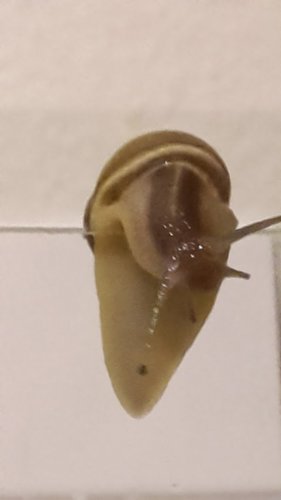 Schnecke schaut über den flachen Tellerrand hinaus.jpg