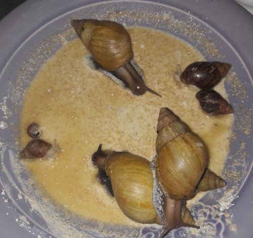 02042017 Schneckis 001.jpg