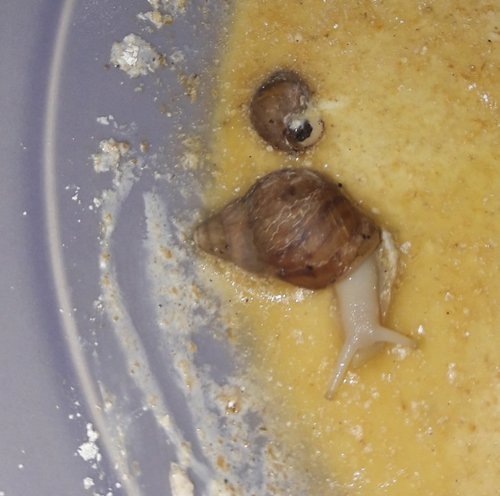 02042017 Schneckis 003.jpg