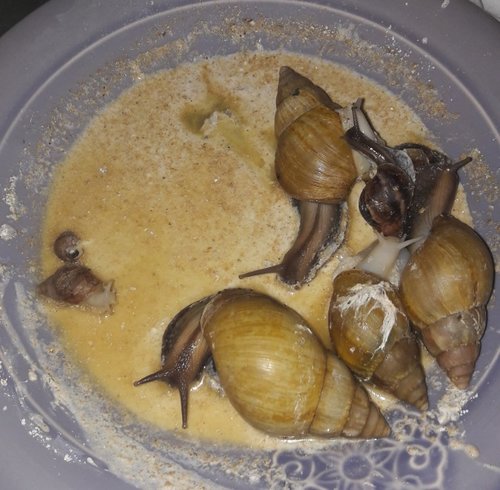 02042017 Schneckis 004.jpg