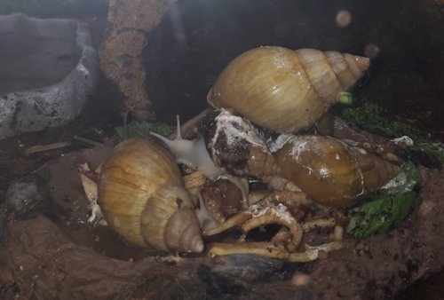 02042017 Schneckis 005.jpg