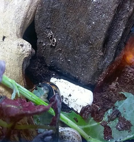 IMAG0946_1.jpg