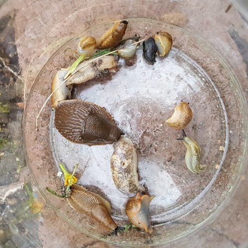 20170412_schnecken.jpg