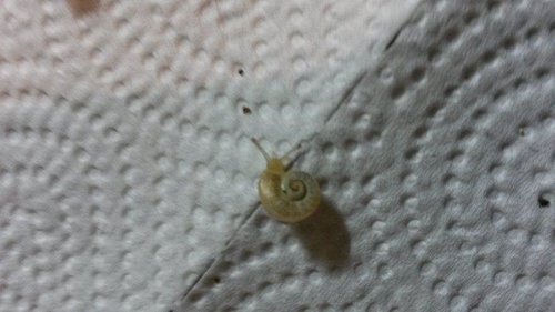 April2017Schnecke4.jpg