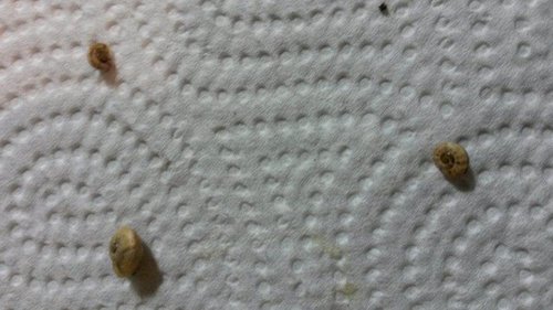April2017Schnecke5.jpg
