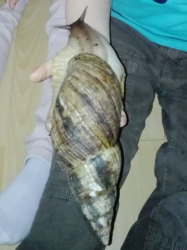 reticulata.jpg