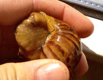 hannas fulica1.jpg