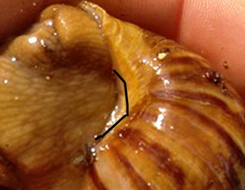 hannas fulica2.jpg