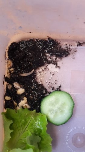 nacktschnecke.jpg