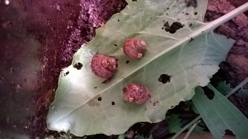WP_20170517_007.jpg