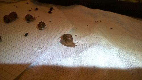 WP_20170521_009.jpg