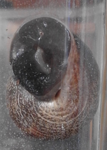 Schnecke_6.jpg