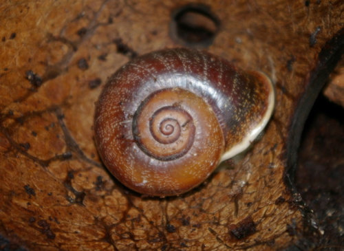 Schnecke_5.JPG