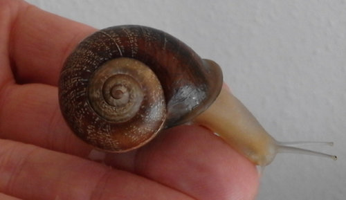 Schnecke_4.jpg