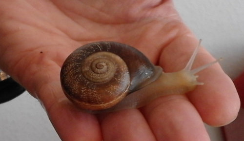 Schnecke_3.jpg