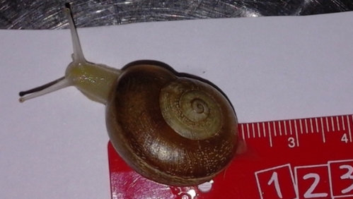 Schnecke_2.jpg