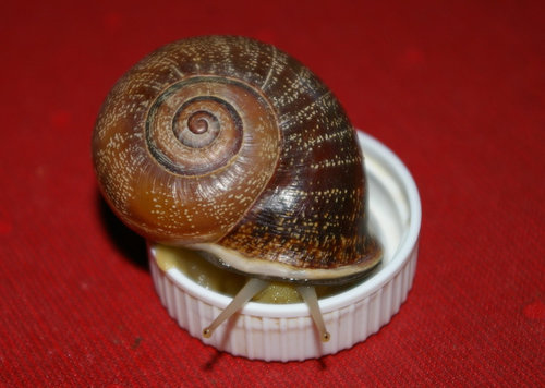 Schnecke_15.JPG