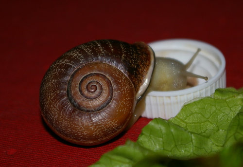 Schnecke_14.JPG