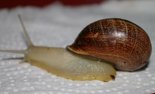 Schnecke_13.JPG