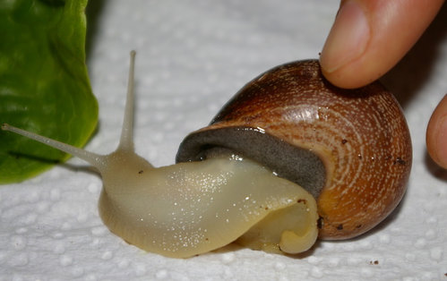 Schnecke_12.JPG