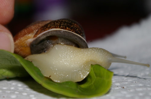 Schnecke_11.JPG