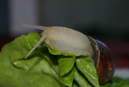 Schnecke_10.JPG