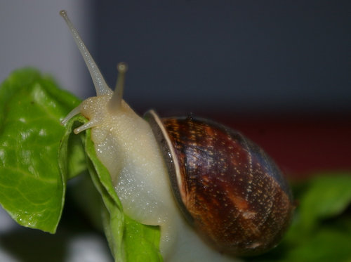 Schnecke_09.JPG