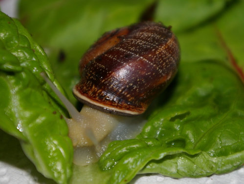 Schnecke_08.JPG
