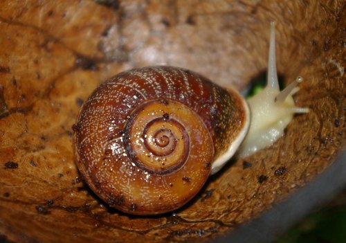 Schnecke_07.JPG