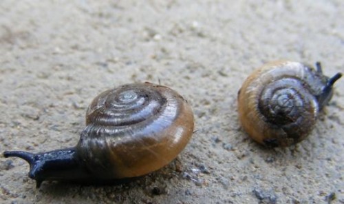 Schnecken2.jpg