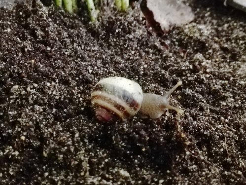 Acavus haemastoma haemastoma 3.jpg