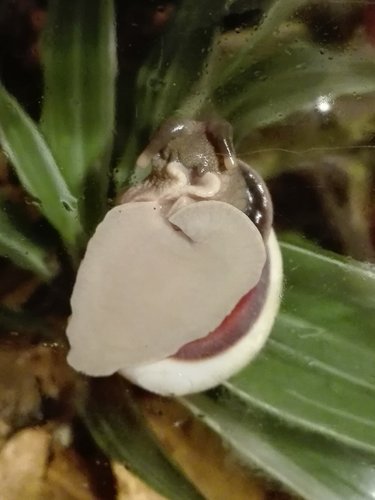Acavus haemastoma haemastoma 7.jpg
