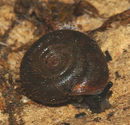 DSC_4283 Ausschnitt, Kontrast, Schärfe 67 %.JPG