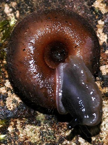 DSC_4284 Ausschnitt, Kontrast, Schärfe 50 %.JPG