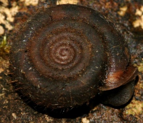 DSC_4285 Ausschnitt, Kontrast, Schärfe 60 %.JPG