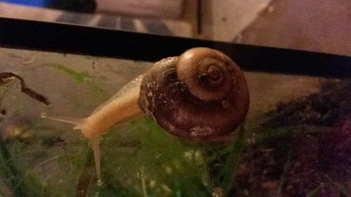 Schnecke groß.jpg