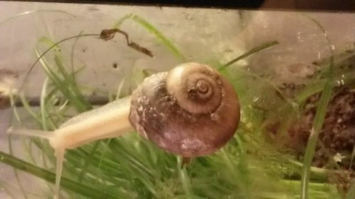 Schnecke dunkel1.jpg