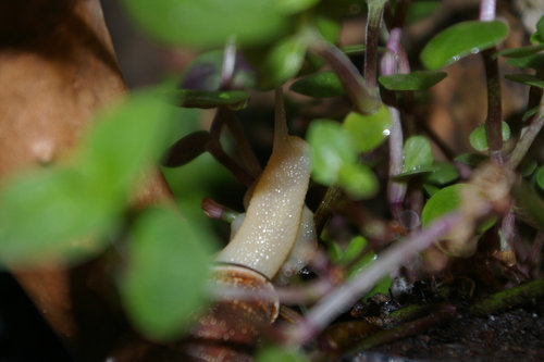 Schnecke_27.JPG