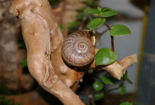 Schnecke_26.JPG