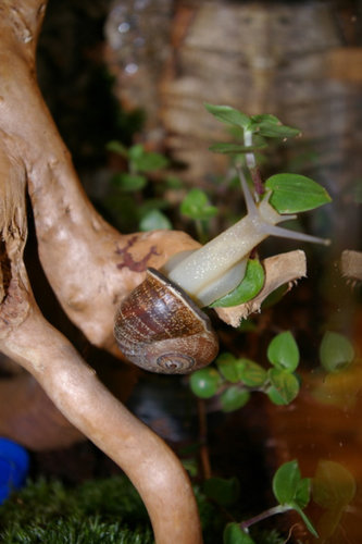 Schnecke_25.JPG