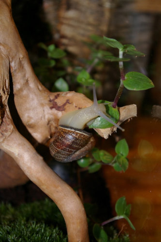 Schnecke_24.JPG