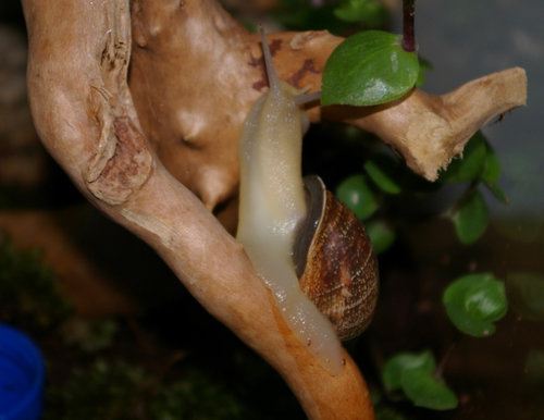 Schnecke_23.JPG