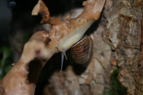Schnecke_22.JPG